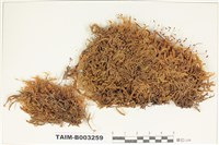 藏品(灰苔科)的圖片